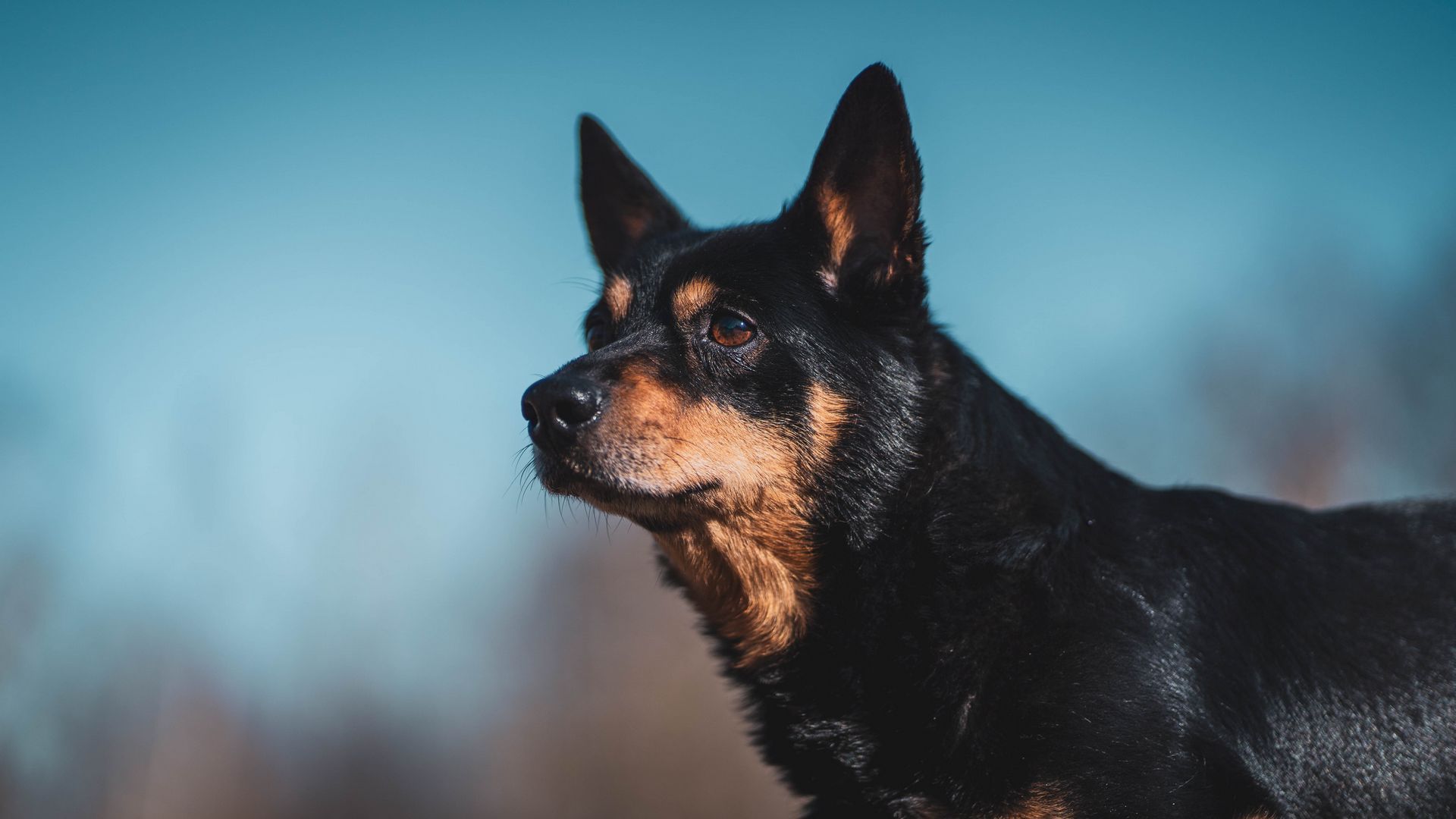 Lancashire Heeler